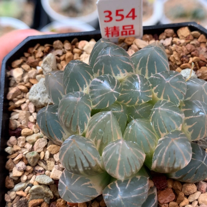 【闪购商品】354霓虹灯