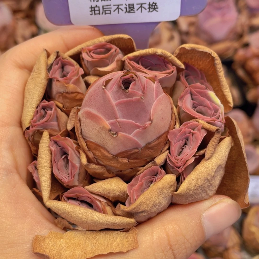 山地玫瑰J802微瑕不售后满38包邮裸根发货