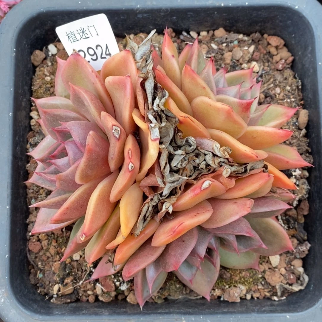 陆*子杂交精品多肉2924