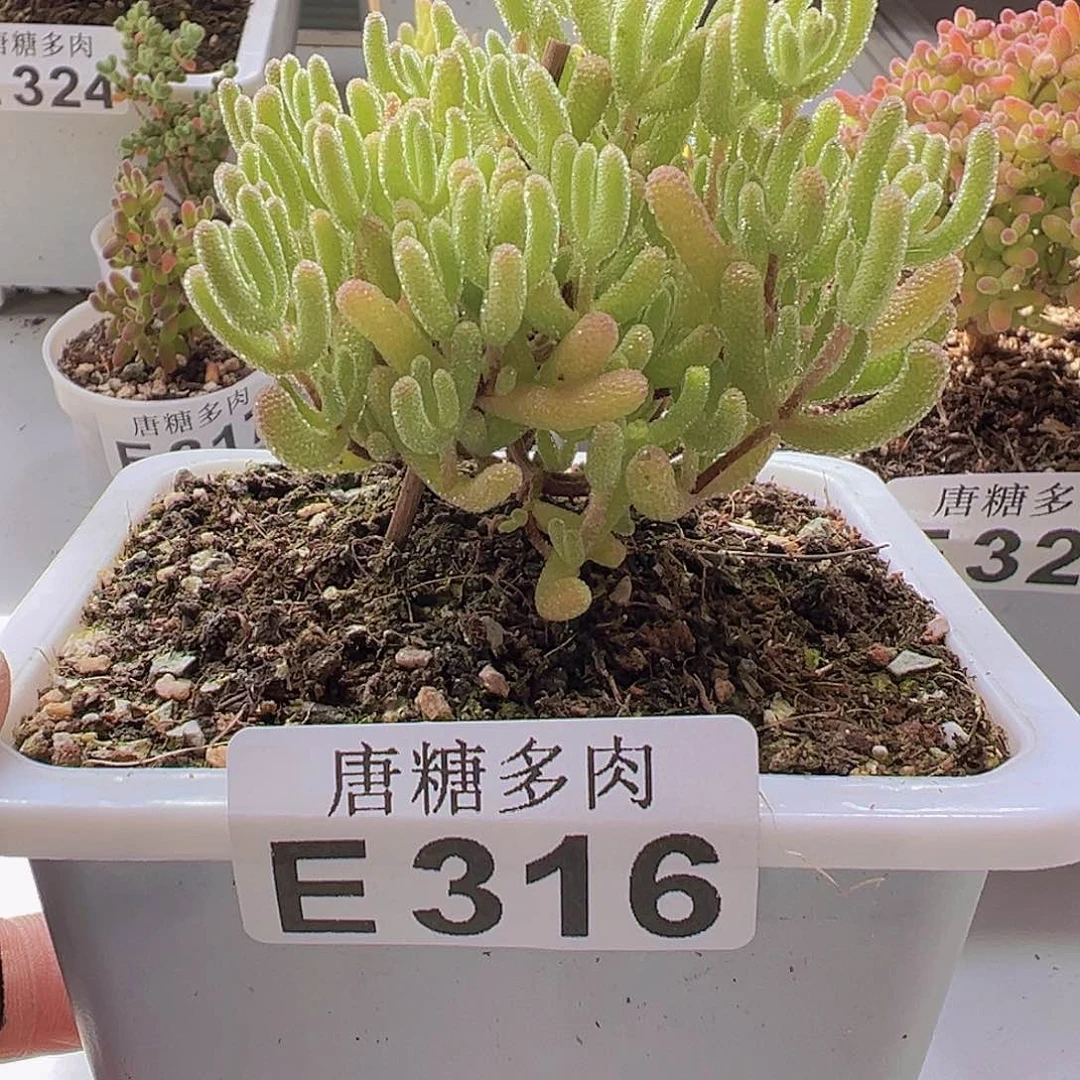 冰晶杂枝干番杏316