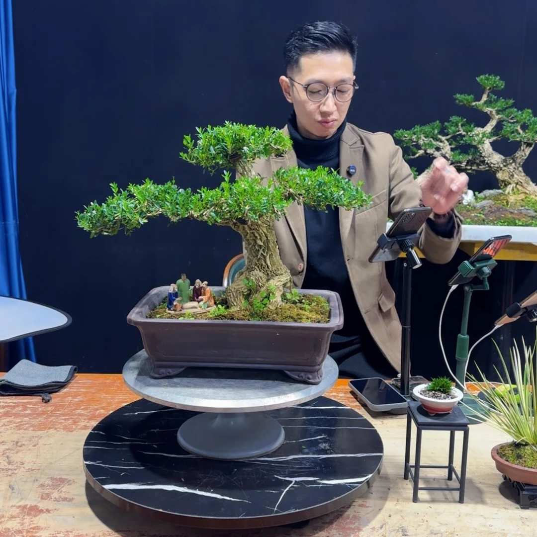 黄杨室内室外盆景艺术