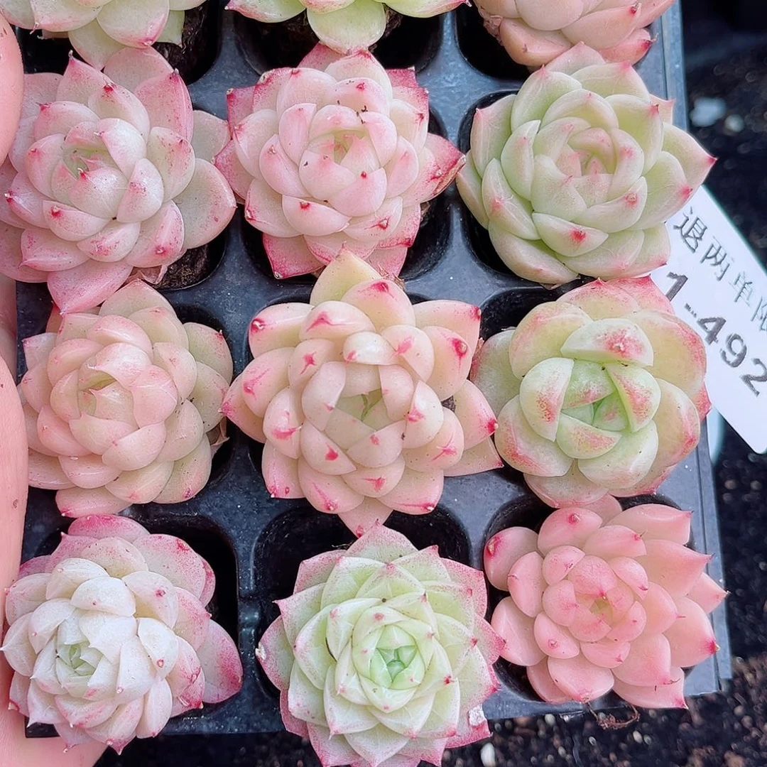 咪***堡1-492 新疆西藏内蒙不发货 零下不拍保温箱