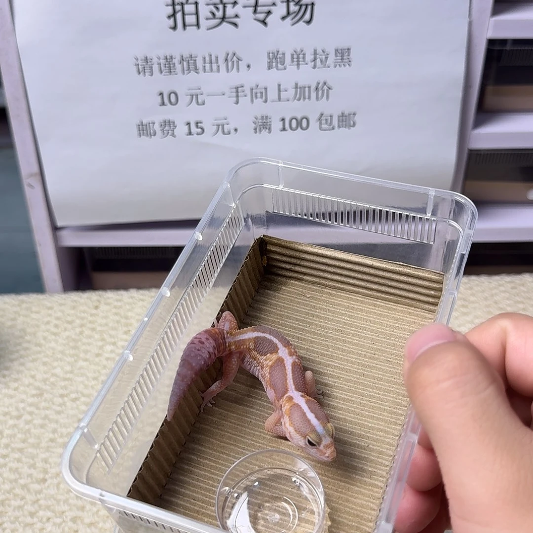 肥尾守宫奶橘 妹妹