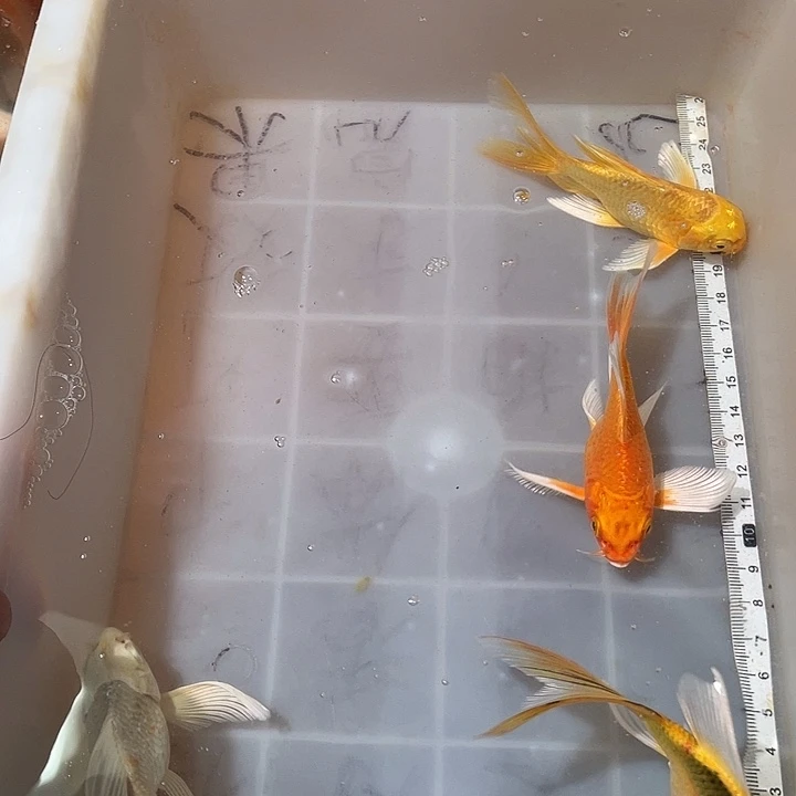 蝴蝶鲤鱼渔场直发110