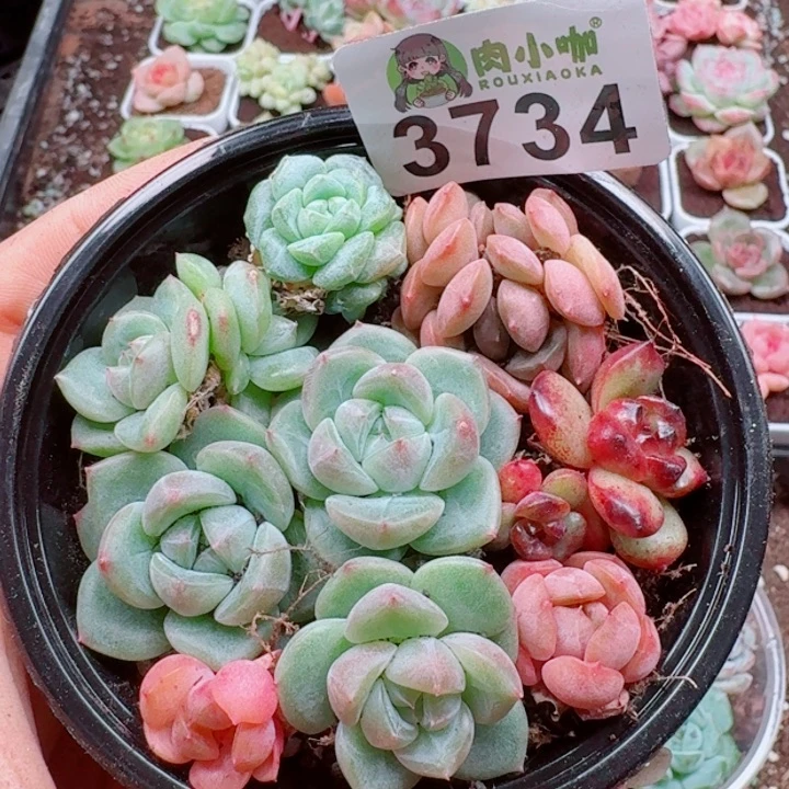 多肉植物多肉植物