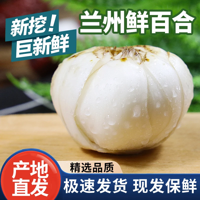 【产地直发】兰州百合新鲜百合食用甜百合   真空包装 新挖百合