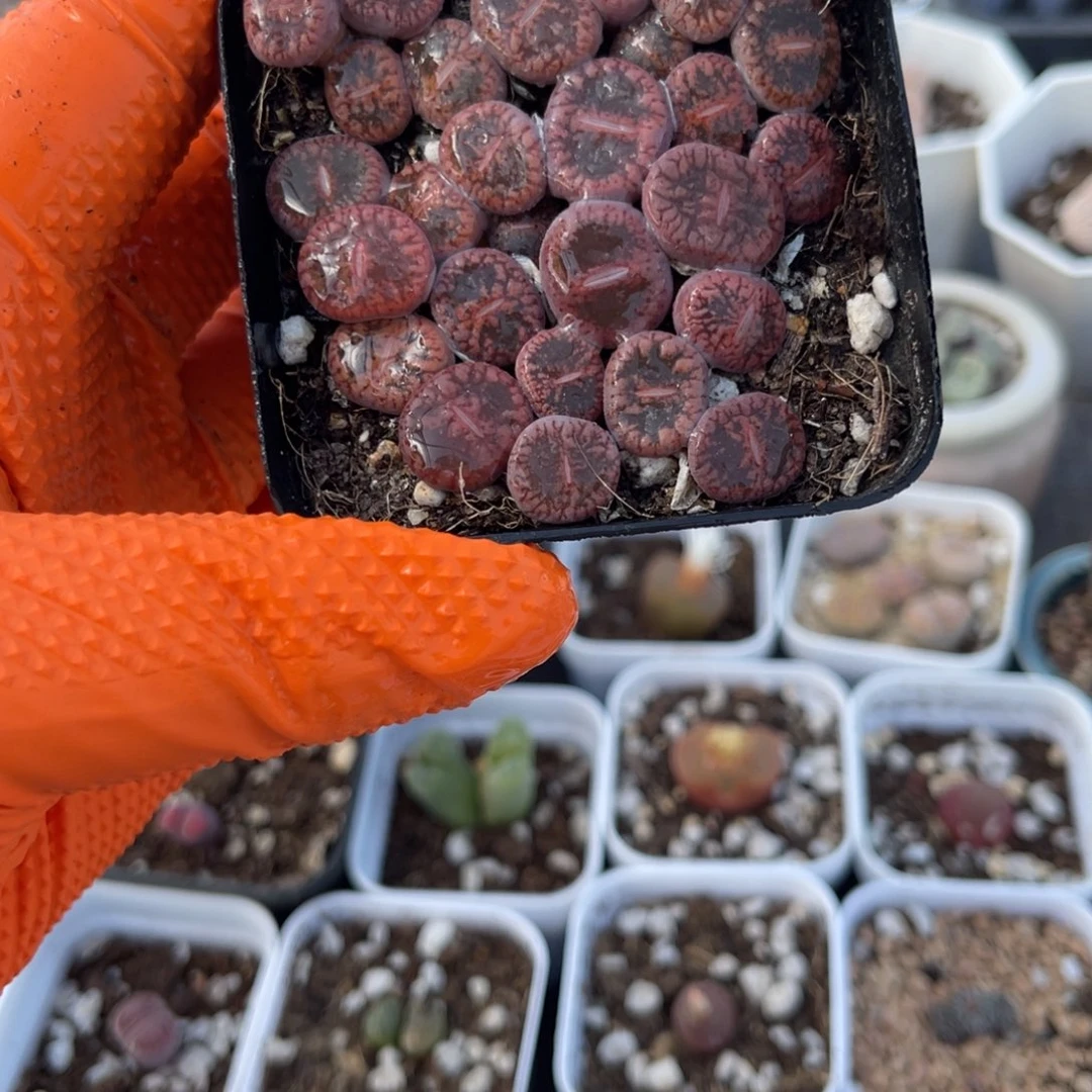 多肉植物一物一拍26