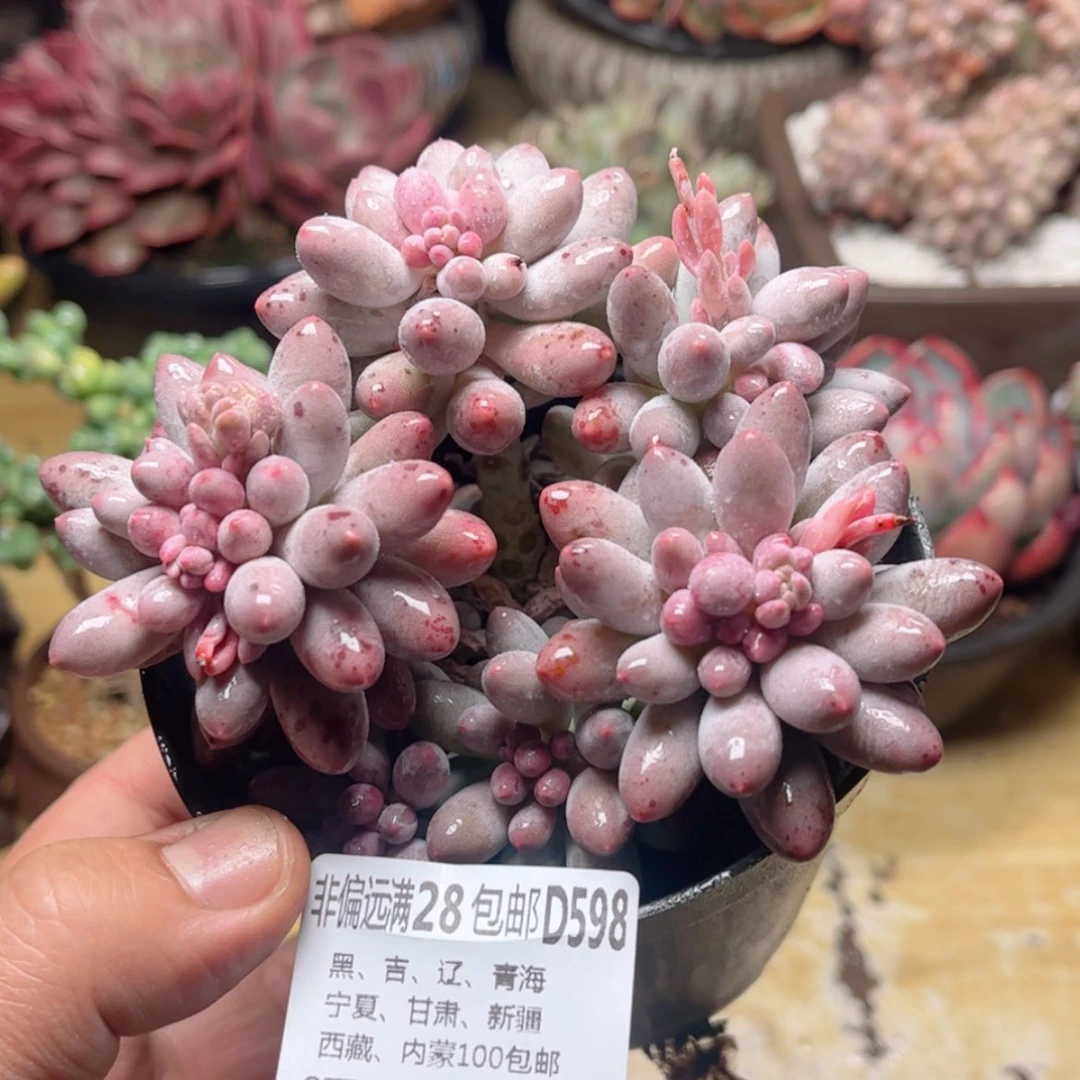 【闪购商品】598婴儿手指