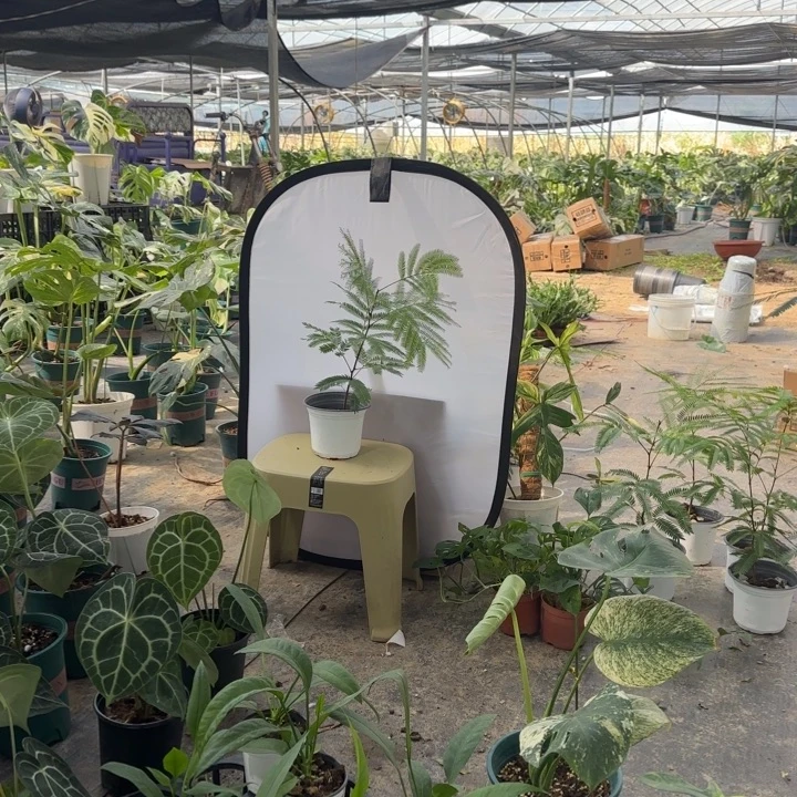 完全开放福利密叶猴耳环