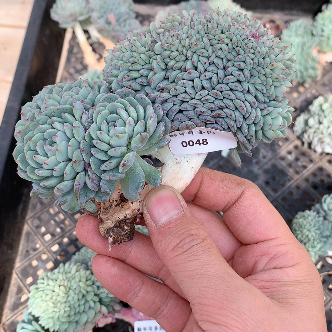 0048白胖子缀化多肉一颗13厘米