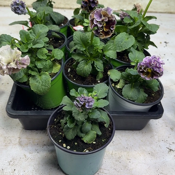 奔***风完全开放奔跑的风236.66