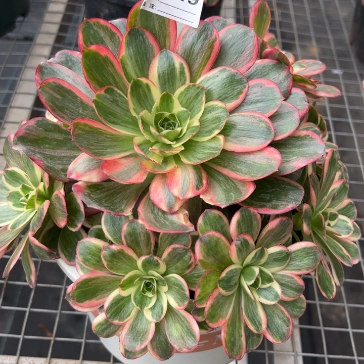 049纳福22厘米左右