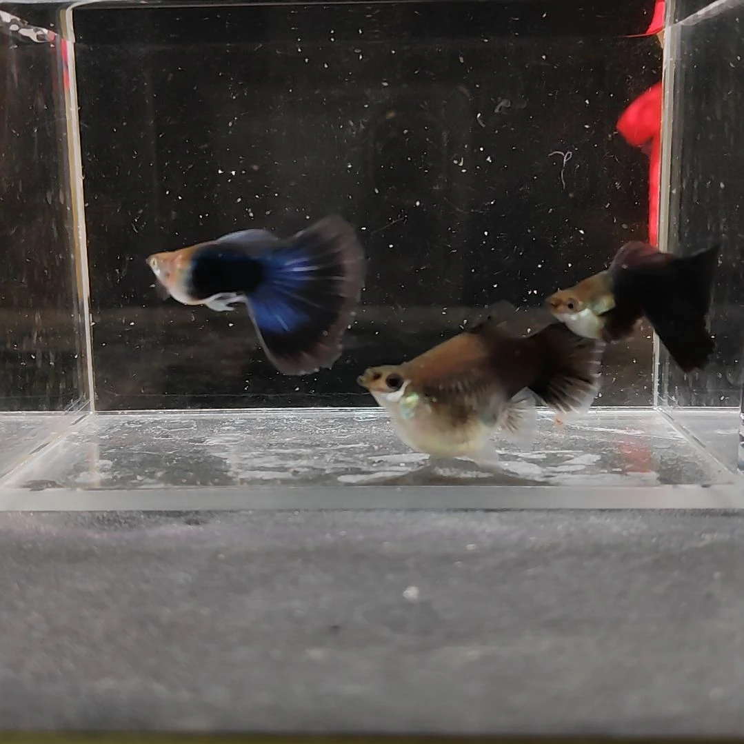 孔雀鱼编号18蓝礼服球