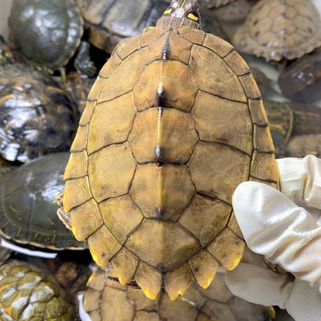 绿毛龟母舞剧团是以京剧演员身份