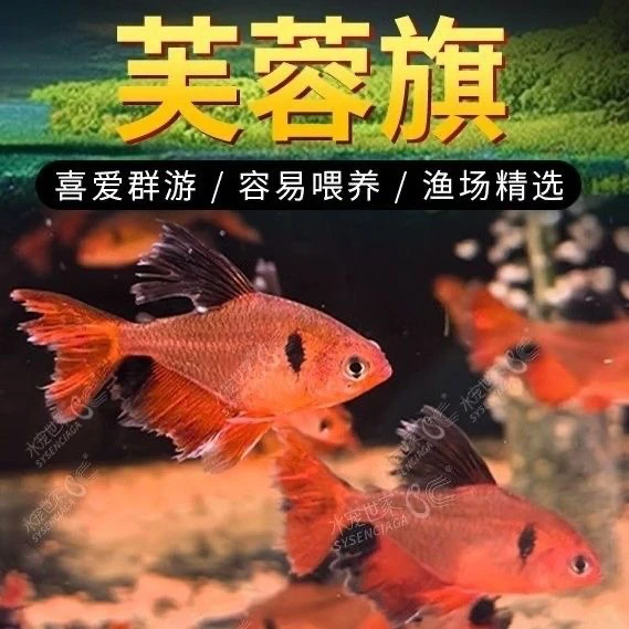 芙蓉旗鱼 大帆芙蓉鳍 芙蓉玫瑰旗南美稀有淡水活体正宗热带观赏鱼