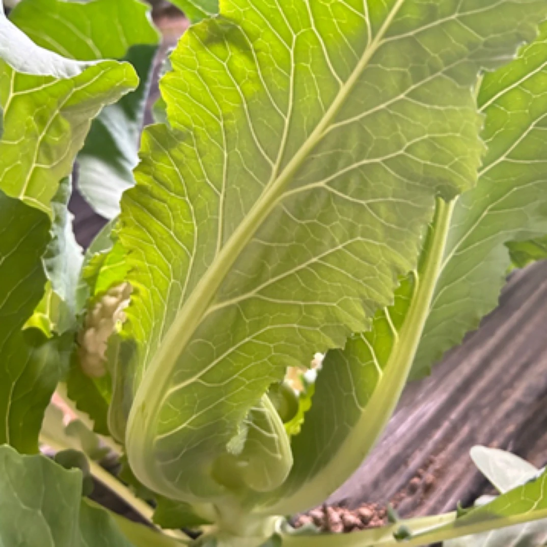 新鲜菜花嫩叶1斤 现摘先发西兰花减脂餐