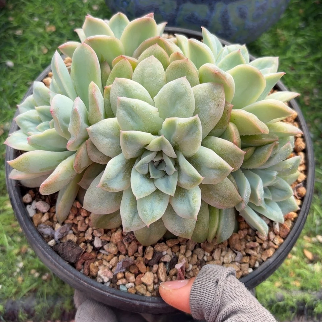 泡泡纱裙88888888858888多肉