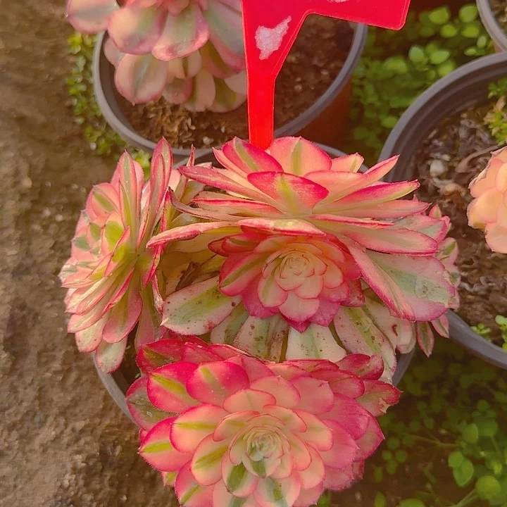 4-13荔枝多肉法师