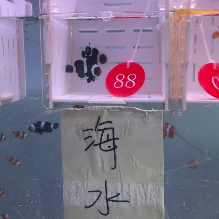 海水鱼缎纹奥黑2条4左右