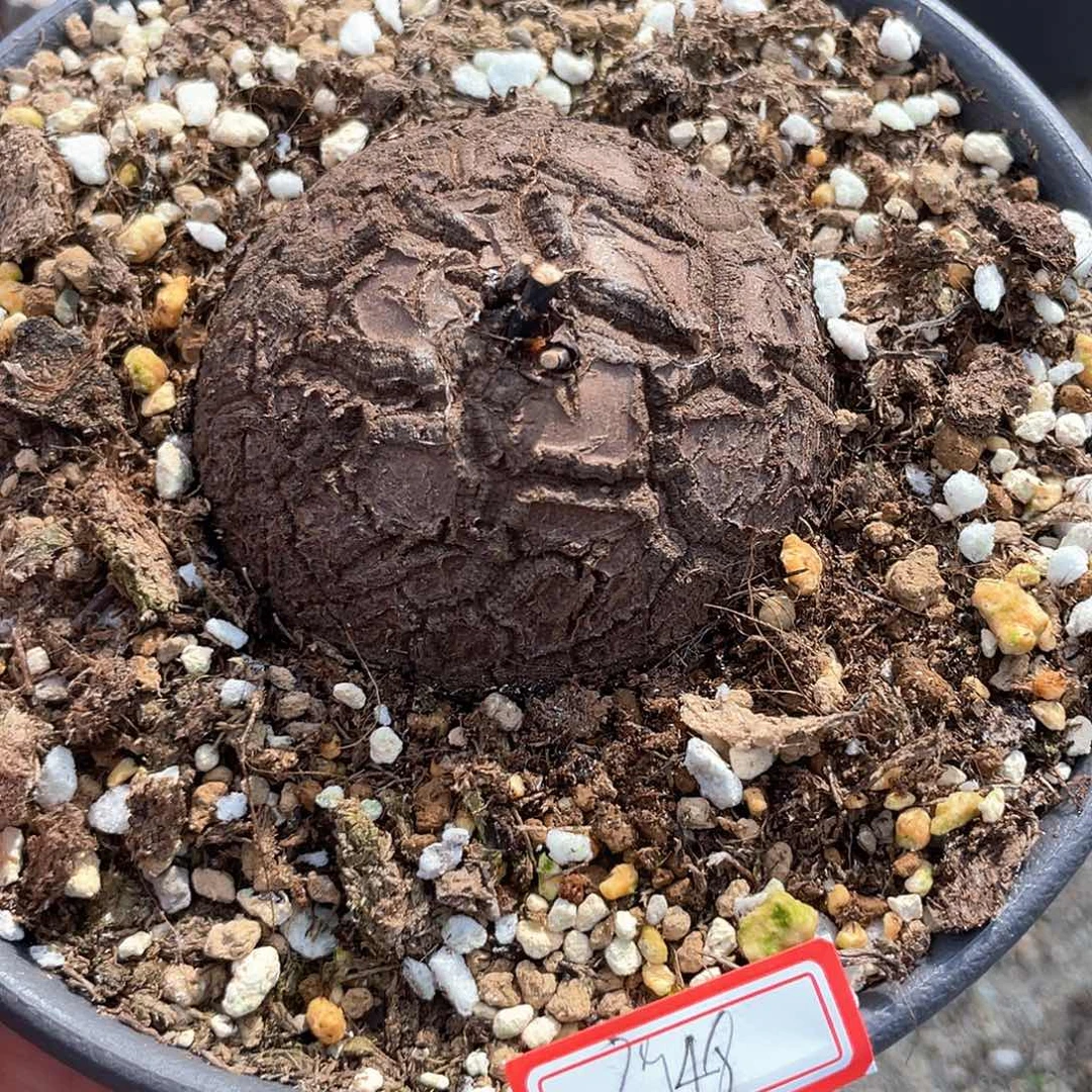 龟甲龙一物一拍3948号6.2