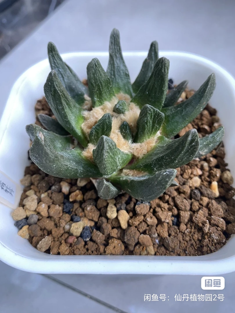 龙角牡丹，实生，7厘米