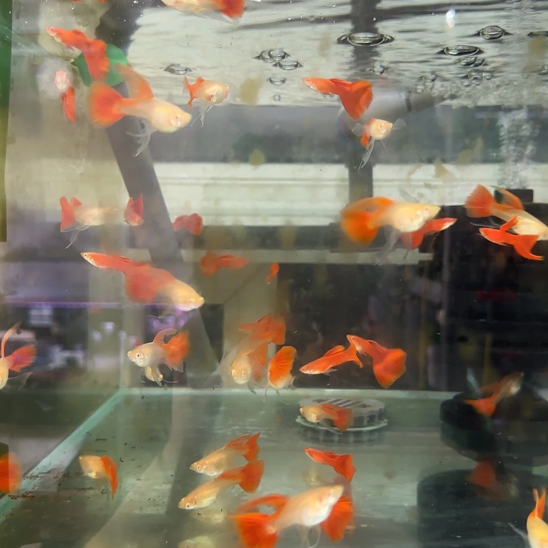 孔雀鱼红头2对随机播放