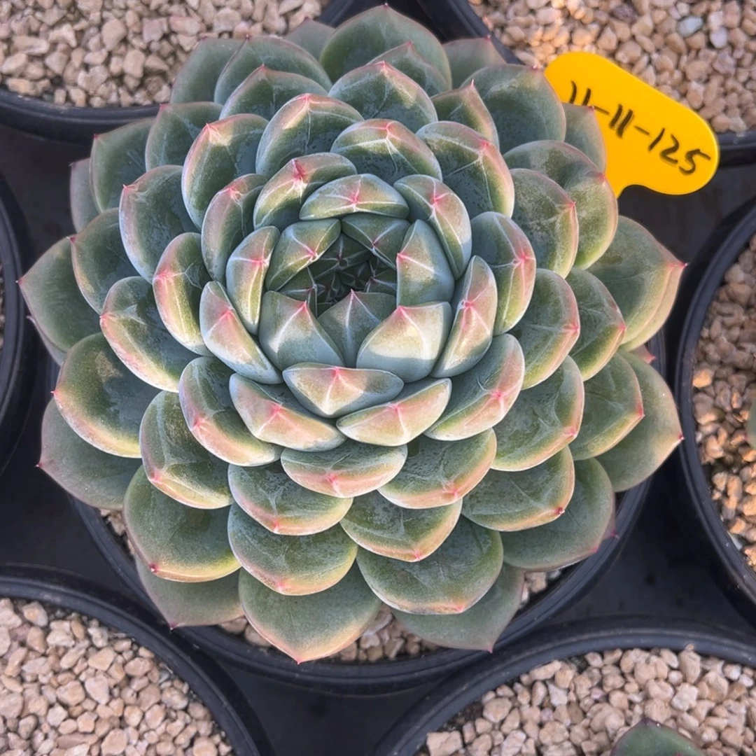 奕***宝11-11-125新品美肉多肉植物