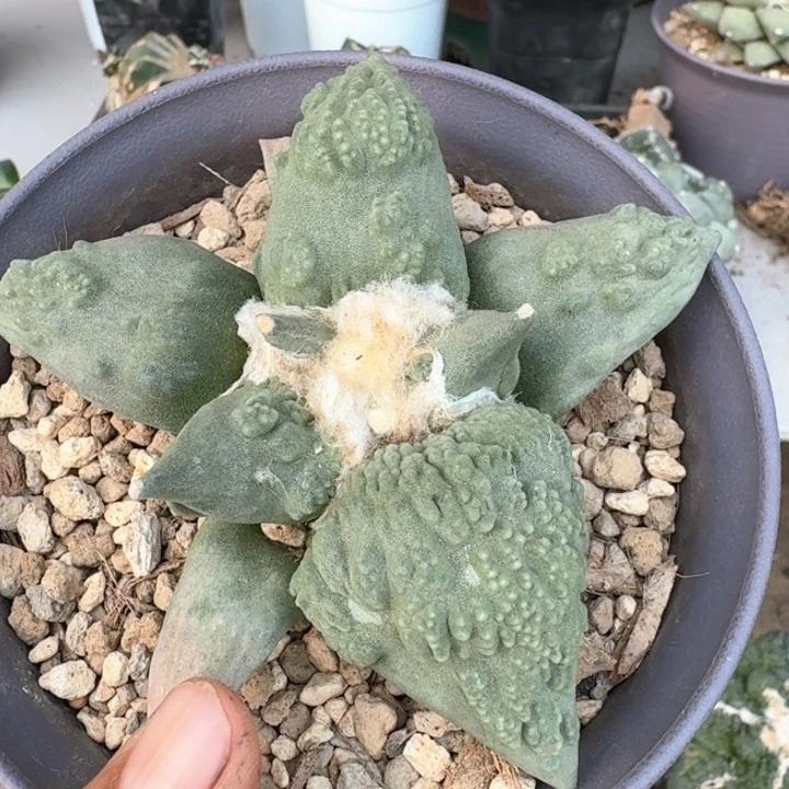 644实生村主怒涛牡丹仙人球