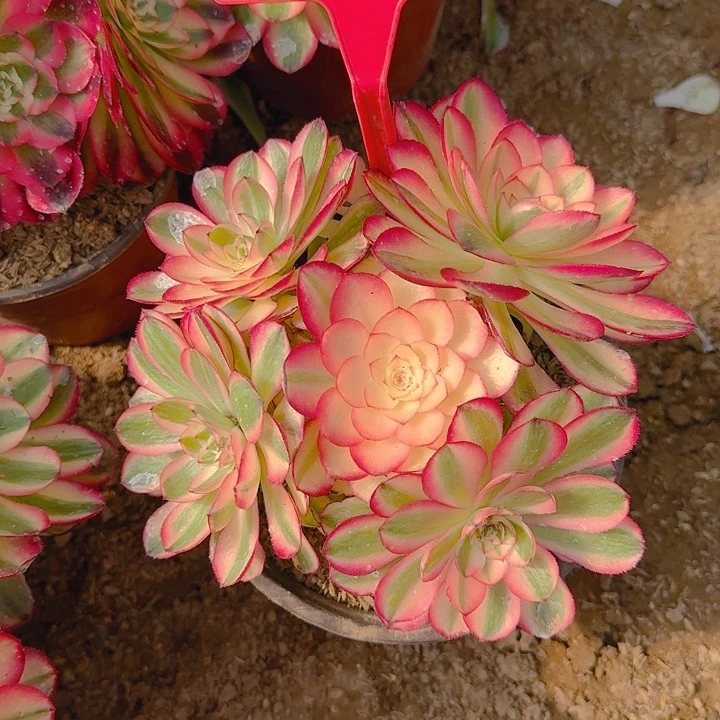 5-147倾城多肉法师