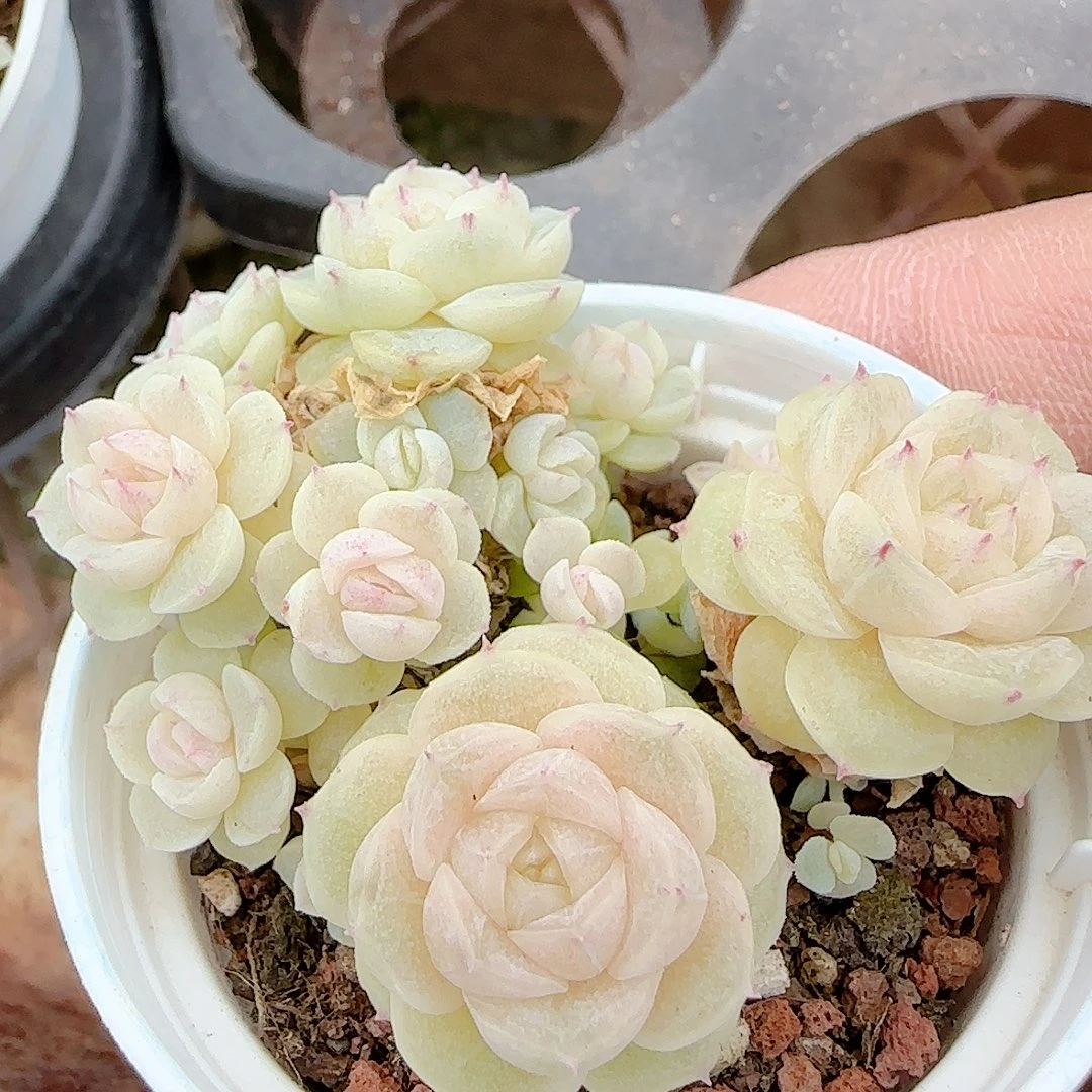 1124-45（m1-452-2）