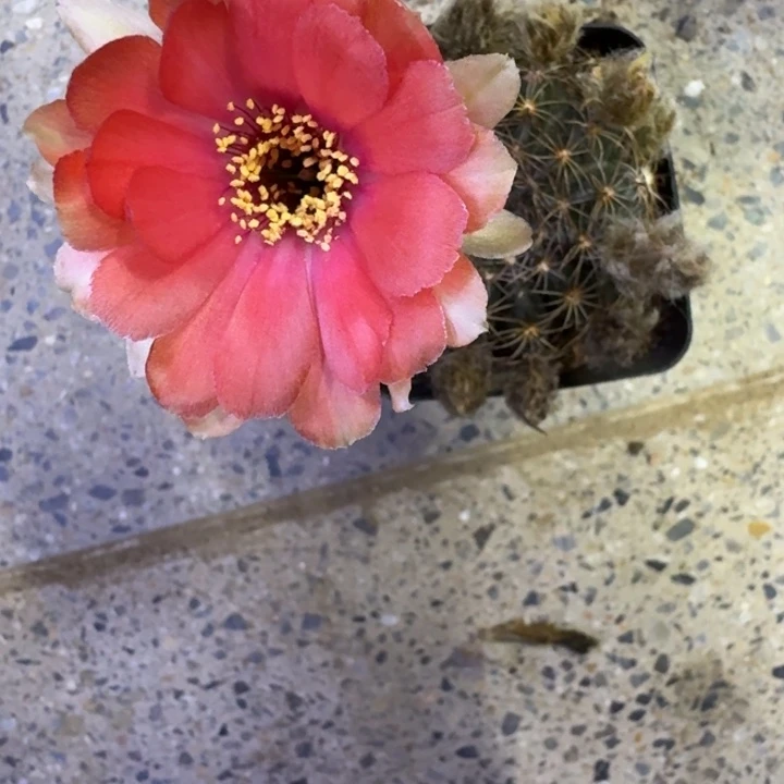 290带根丽花掰花脱土发货有点皱，20包邮