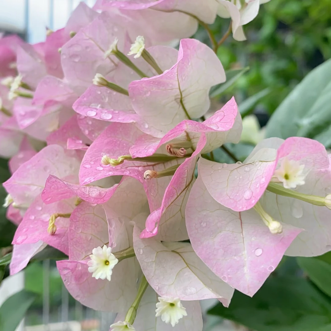 绿叶樱花带盆带土带花飘枝爬藤耐寒耐高温