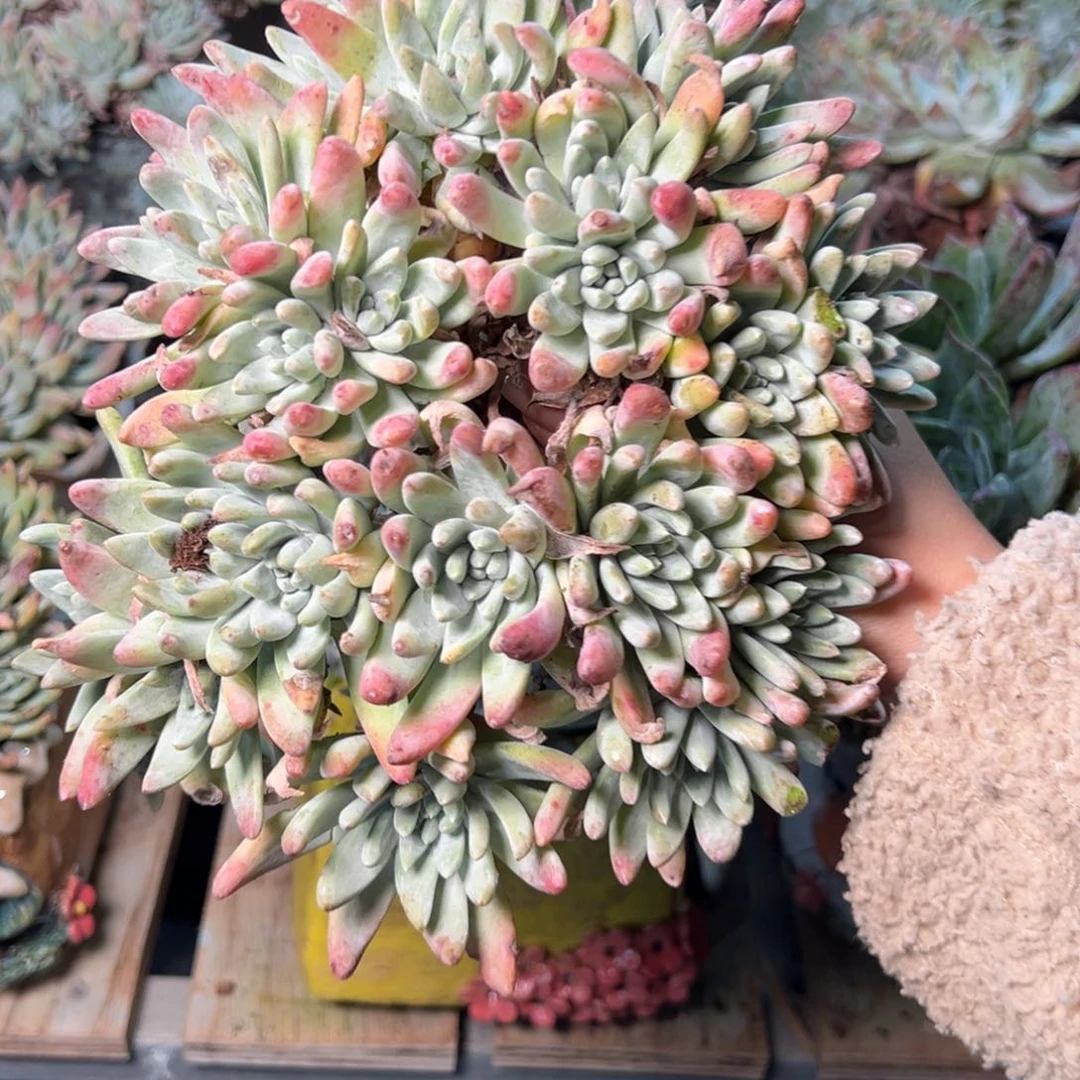 3459刘丹拇指哈哈哈哈哈哈