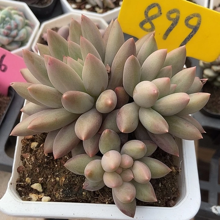 多肉植物水晶球899