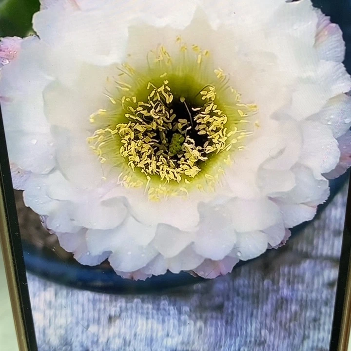 彩草黑美人带根4.5公分左右