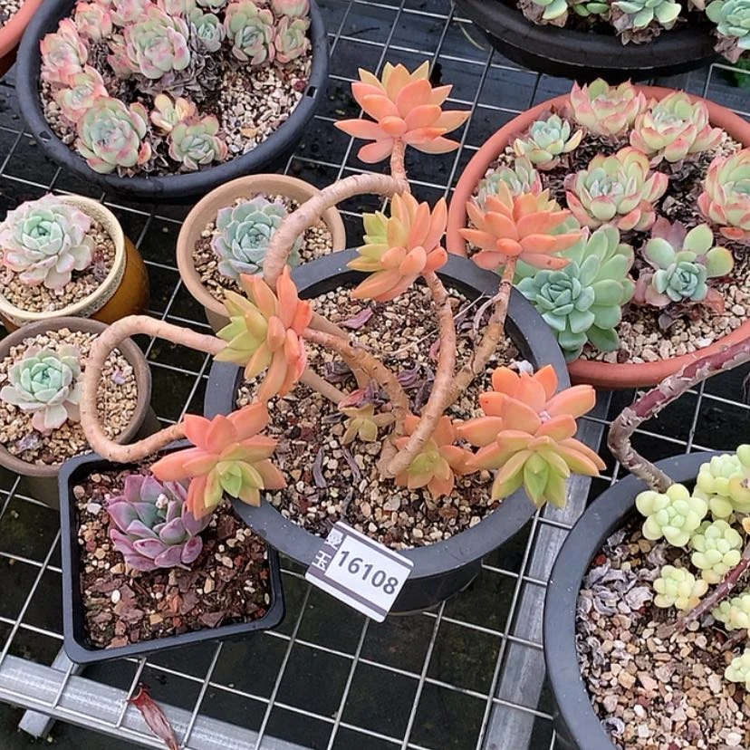 【闪购商品】伊*陈明月16108