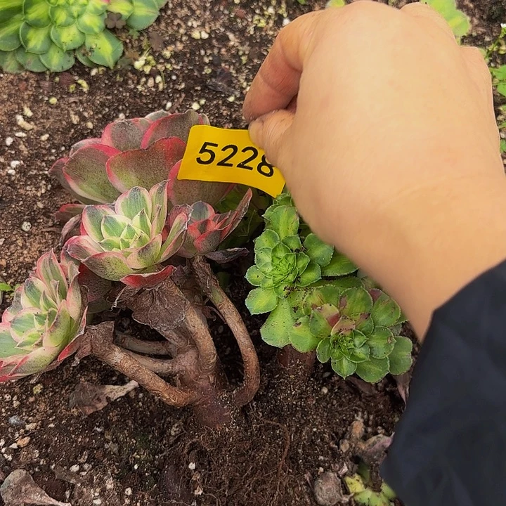 哈哈多肉葡萄福利5228个