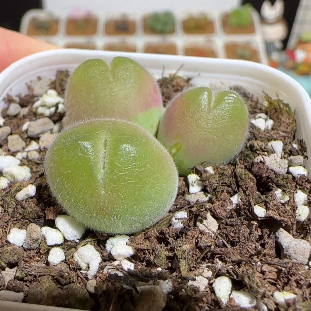 肉锥多肉植物组合-长毛翠滴有疤1773