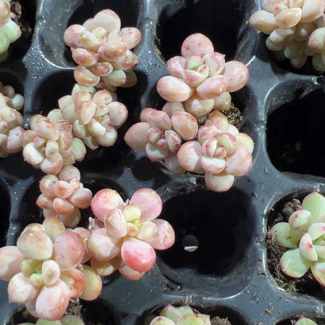 阳光玫瑰三头小老桩到手1颗 大小3-4cm 量拍多肉满18包邮