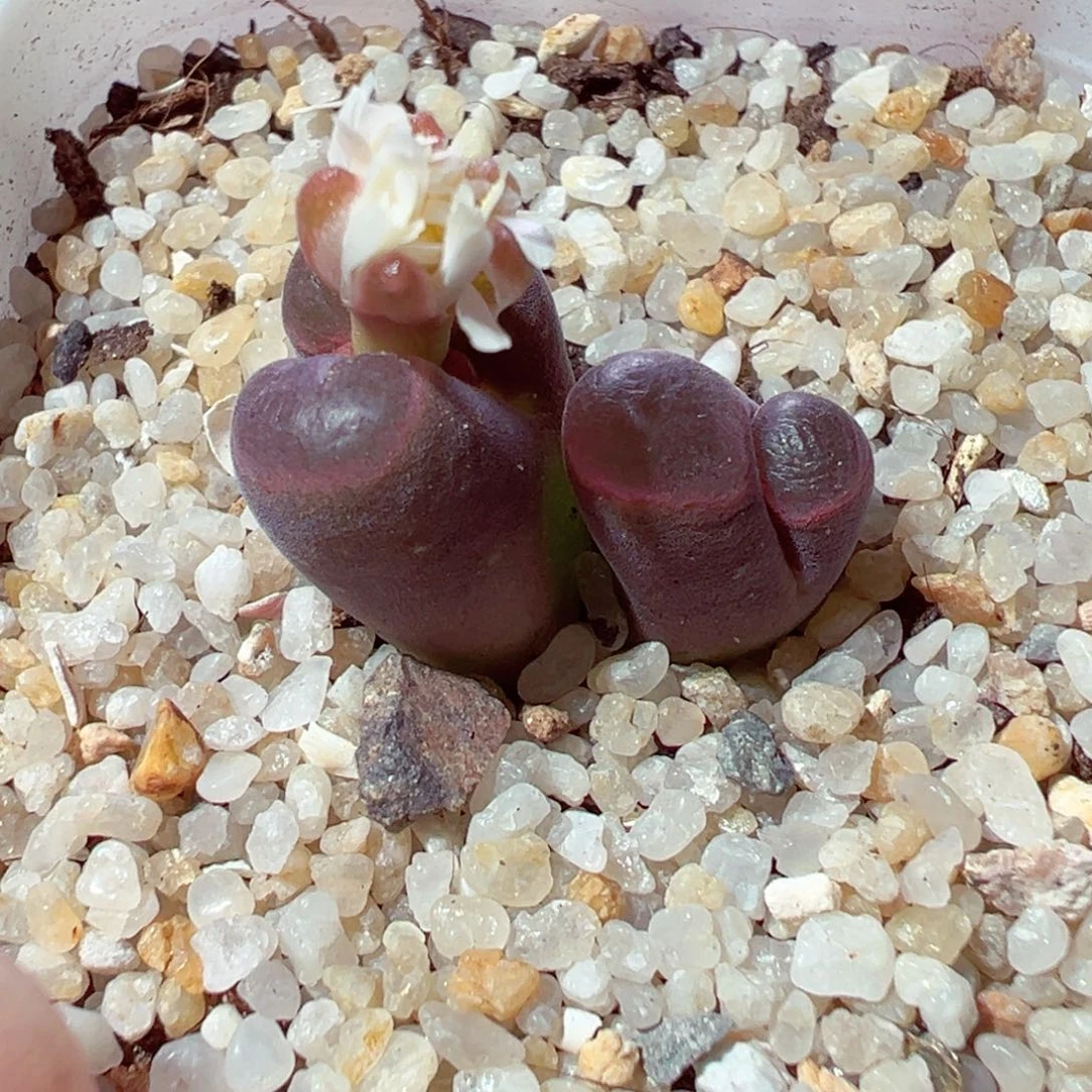 林***琦1107-847多肉多肉多肉