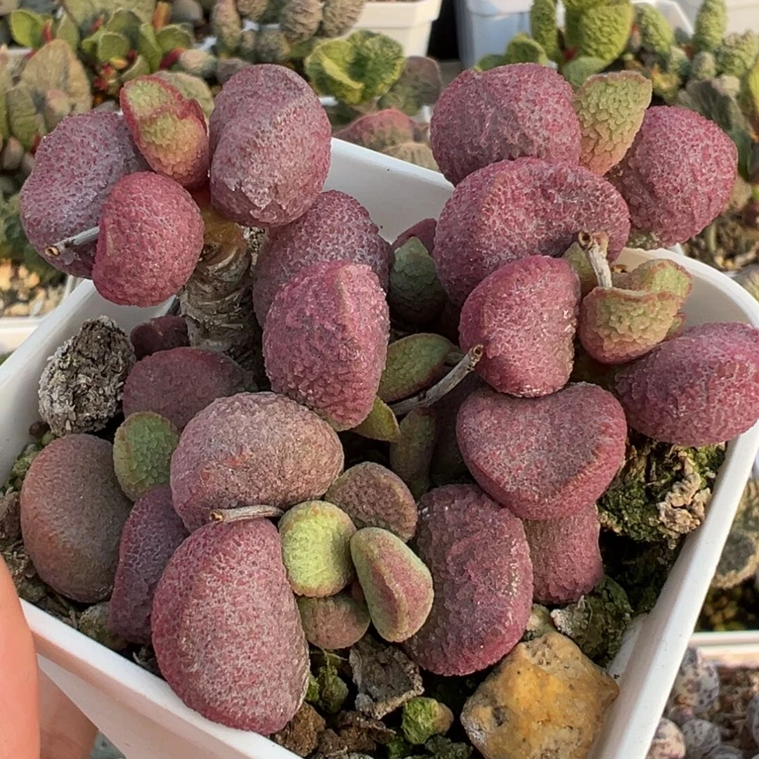 满盆夏娃造型桩水泡