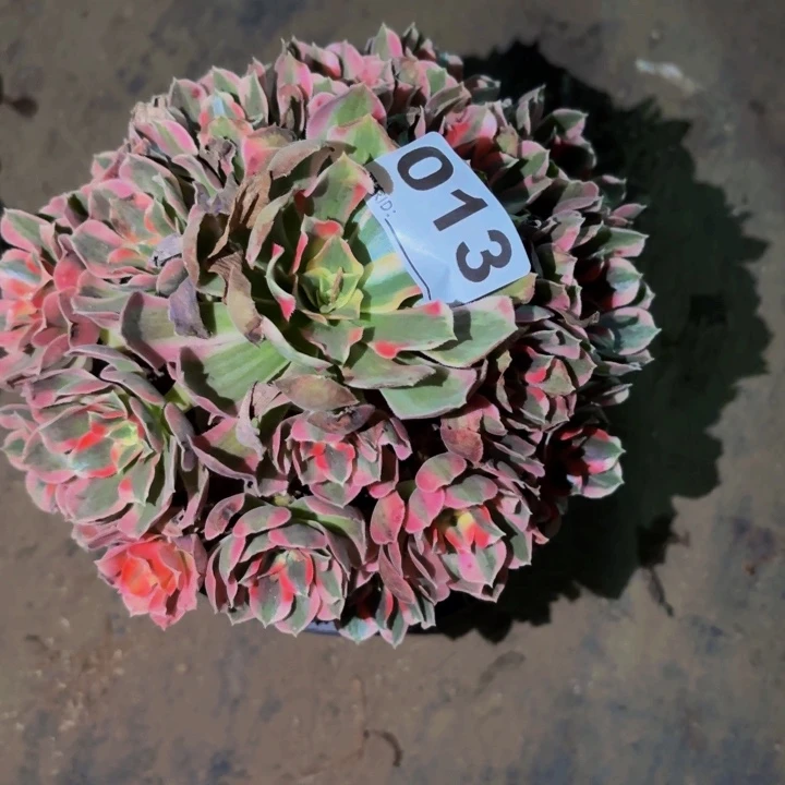 013皇后多肉植物不售后