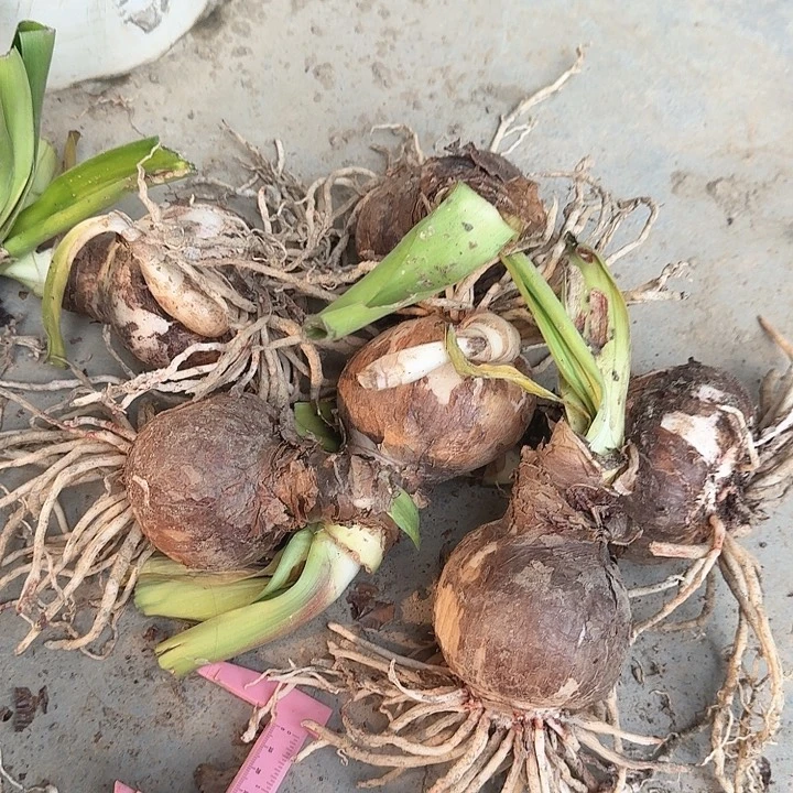 双重闪耀直径6+基地球