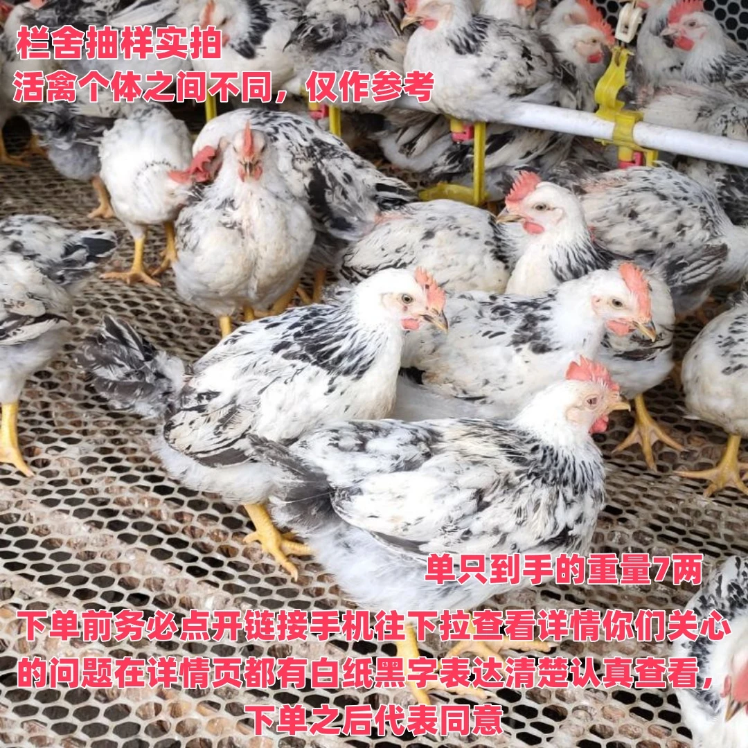 6只装白芦花鸡（单只到手的重量7两起）白芦花散养鸡长尾宠物鸡