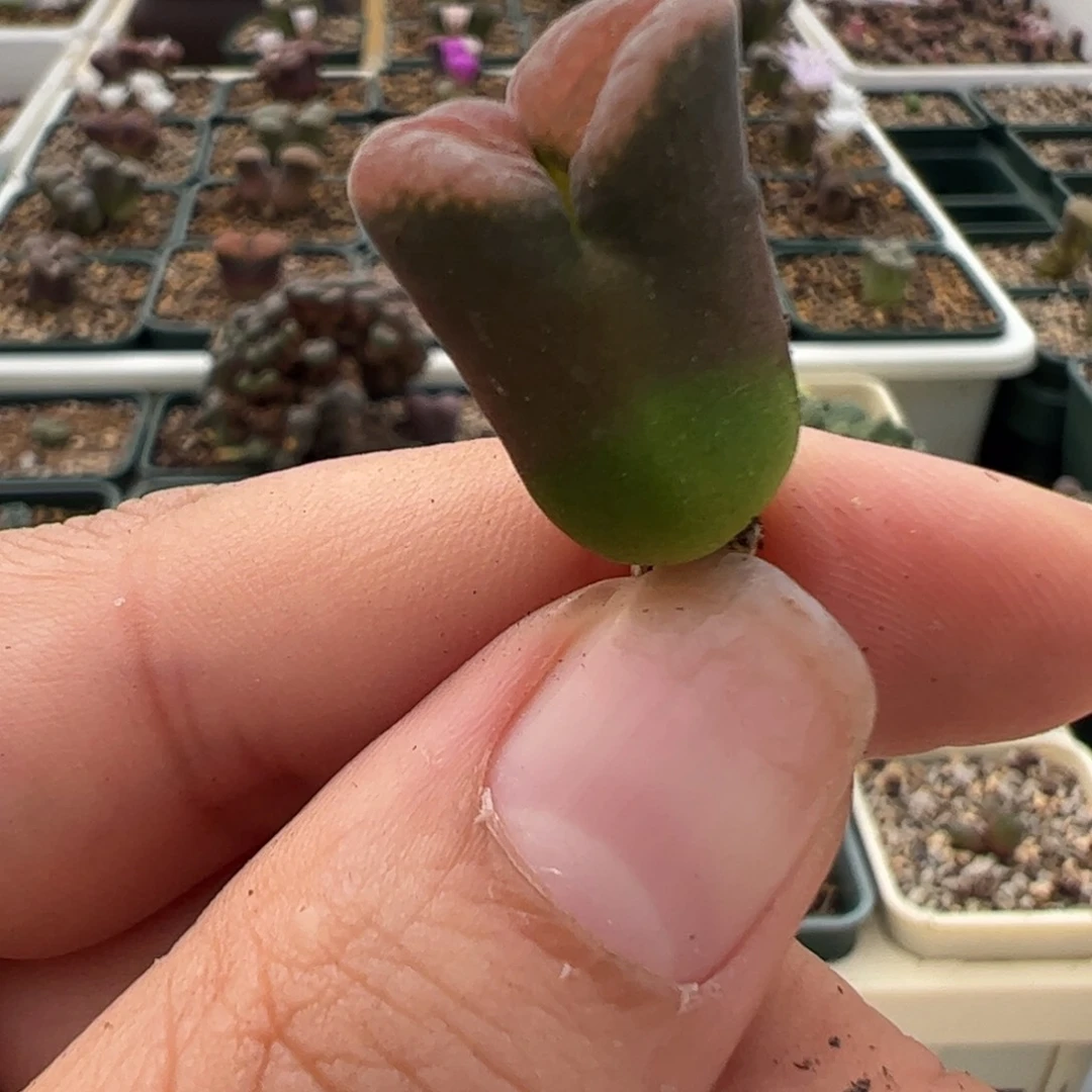 48 好看的肉锥冲冲冲