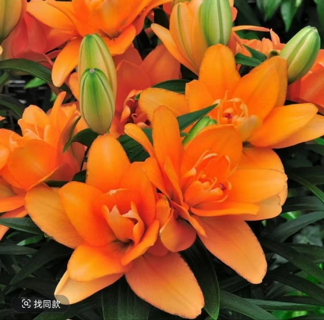 5颗大盆【小重影】重瓣种好发货百合种球四季开花阳台庭院盆栽室内