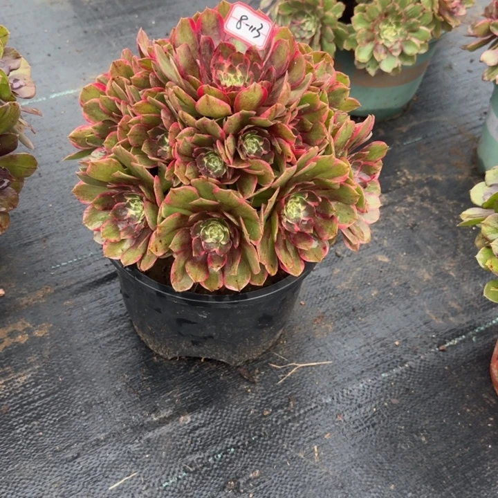 8-113粉花妖多肉不包售后