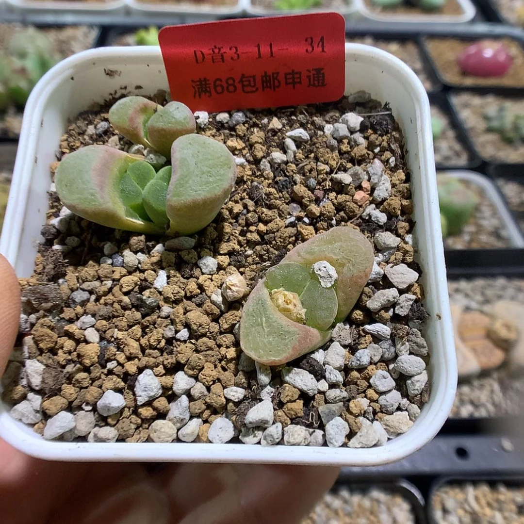 【闪购商品】3-11-34 风铃多肉2颗25羊