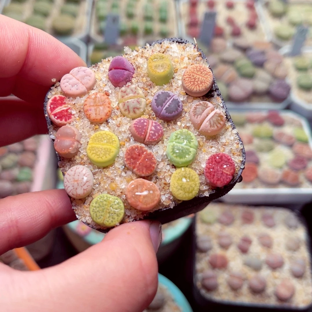 405号带盆包邮发货