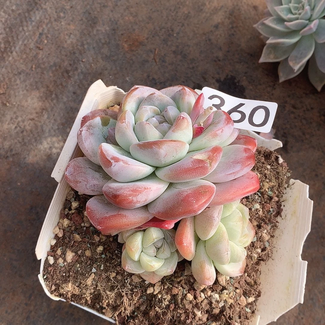 360冰玉一物一拍多肉